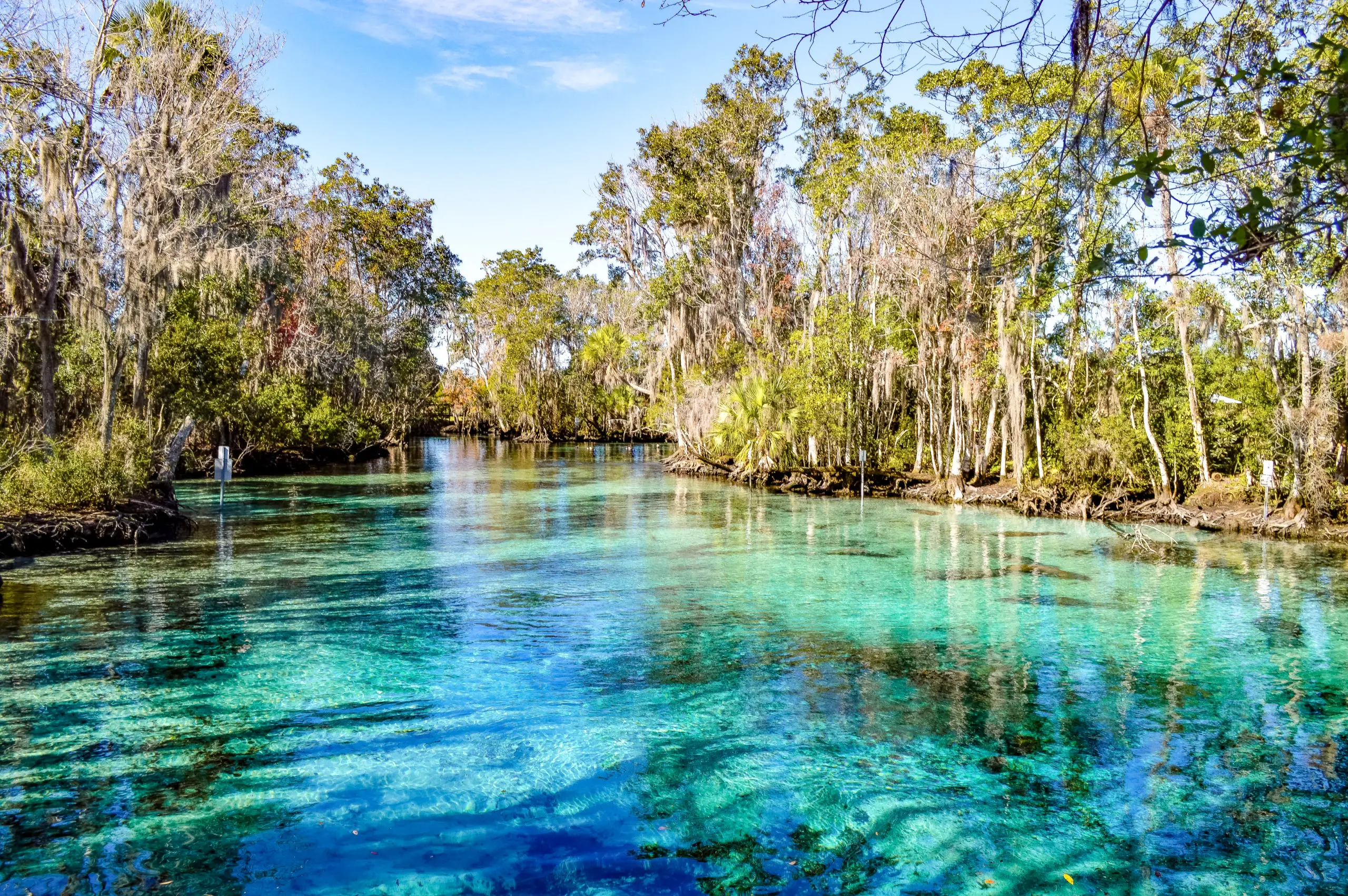 Dive into Paradise: Exploring Florida’s Springs – Your Ultimate Adventure